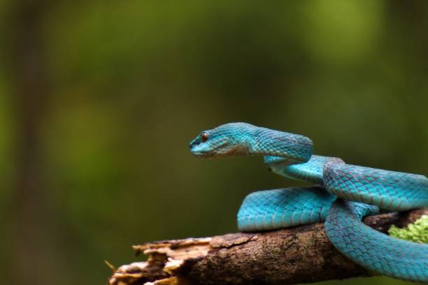 istock blue viper snake in the forest 1851823378