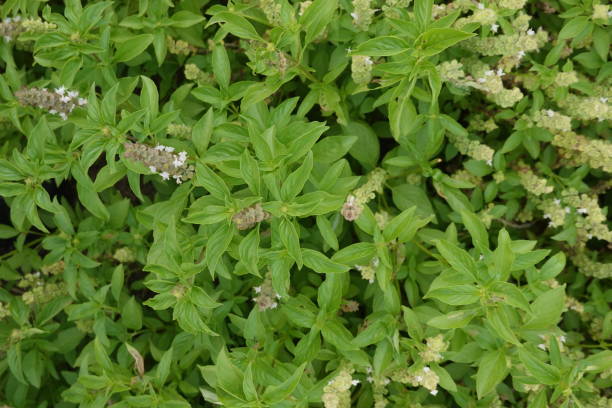istock Ocimum basilicum herb leaf food blossom 1851823889