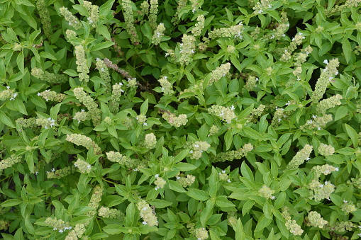 Ocimum basilicum herb leaf food blossom