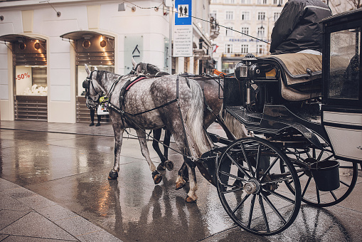 Carriage for tourists on the streets of Vienna.