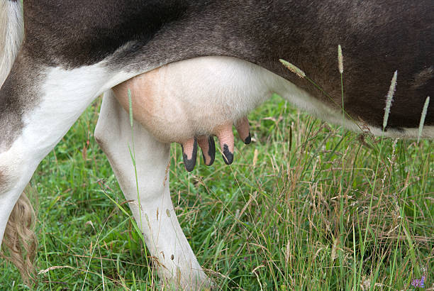 istock udder of cow 185182711
