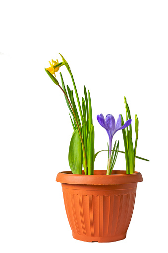 Pot with spring flowers of crocus and daffodils. Isolate on white. PNG available.