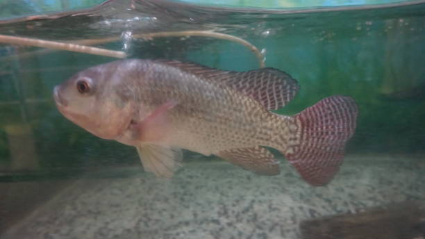 istock Beautiful fish Pet in Aquarium. 1851827701