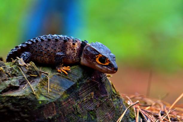 istock Red-eyed crocodile lizard 1851829364