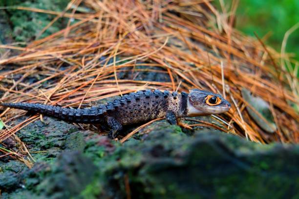 istock Red-eyed crocodile lizard 1851830369
