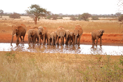 Eleven thirsty elephants at a waterhole in the Ngutuni Game Sanctuary