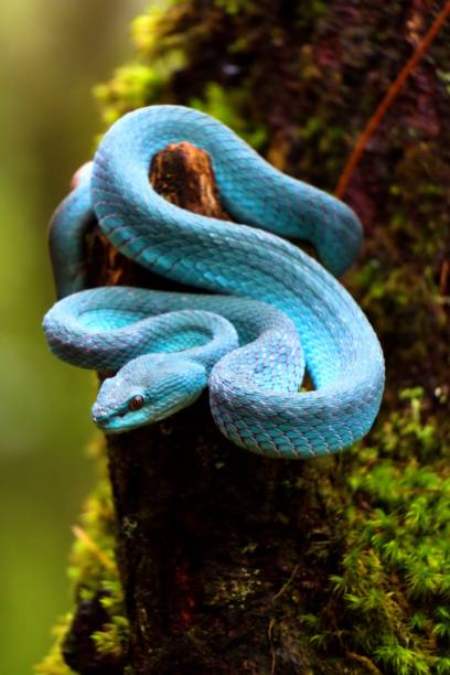 istock blue viper snake in the forest 1851835667