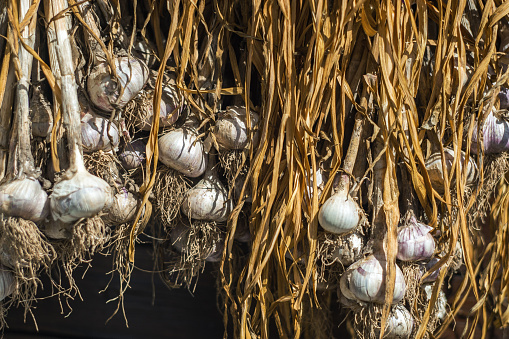 Fresh harvest of natural garlic is drying outdoor in sunlight