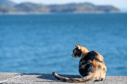 Calico cat relaxing