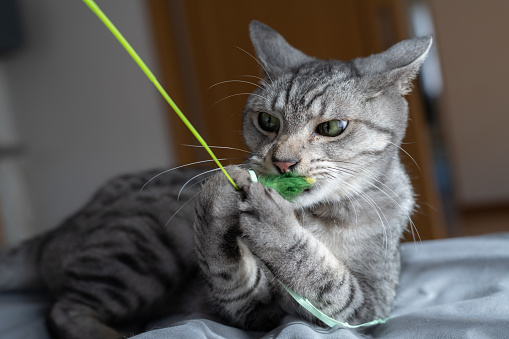 cat playing with toys