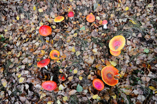 Ring of toadstools