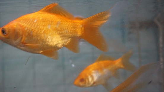 The goldfish is a freshwater fish. It is one of the most commonly kept aquarium fish.