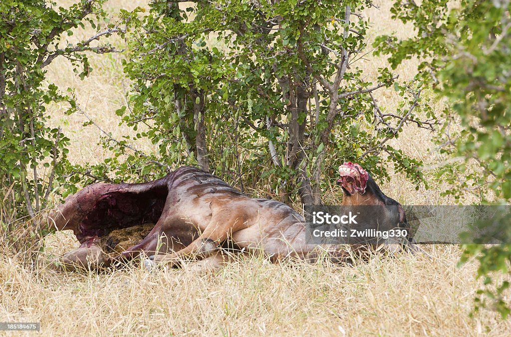 Martwe Gnu - Zbiór zdjęć royalty-free (Afryka)