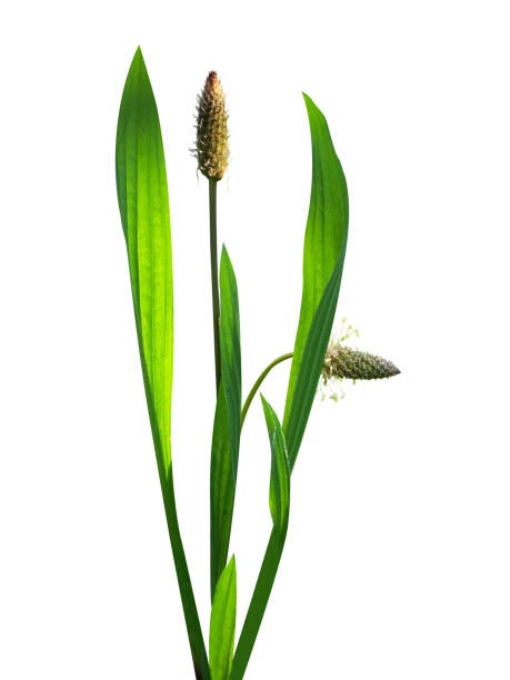 istock Plantago lanceolata, ribwort plantain or narrowleaf plantain 1851847713