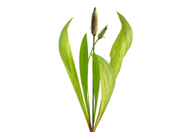 istock Plantago lanceolata, ribwort plantain or narrowleaf plantain 1851848270