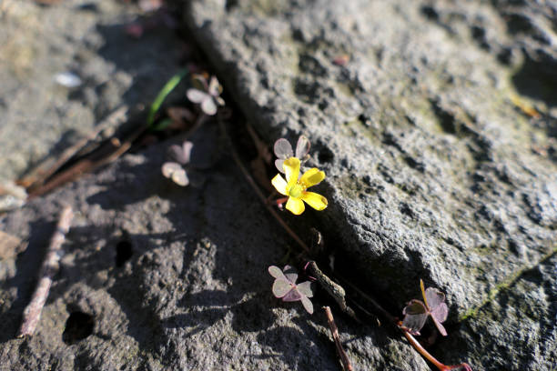 istock Yellow flower on the stone 1851849407