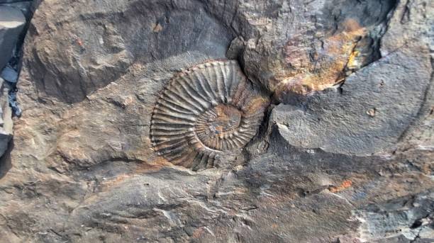 istock Ammonite fossil imprint on prehistoric rocks 1851849949