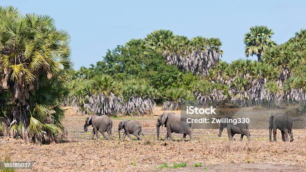 Elephants Walking In The Jungle Of Tanzania Stock Photo - Download Image Now - Selous Game Reserve, Activity, Adult