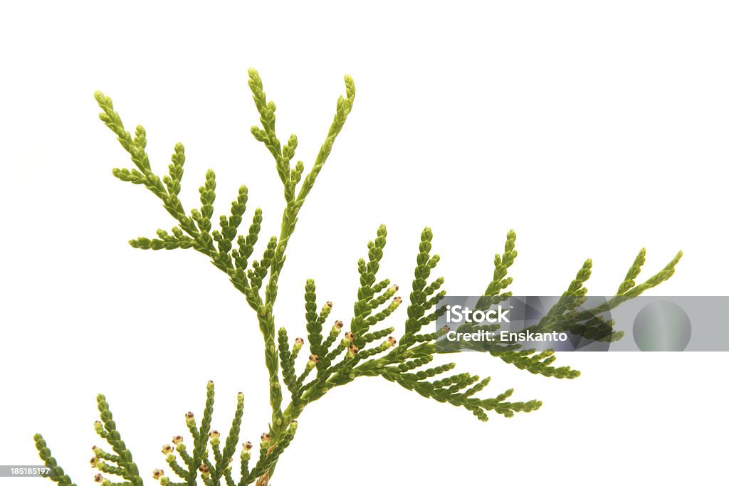 Vert arborvitae branche sur fond blanc - Photo de Aiguille - Partie d'une plante libre de droits