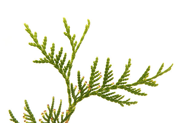 istock green arborvitae branch on a white background 185185197