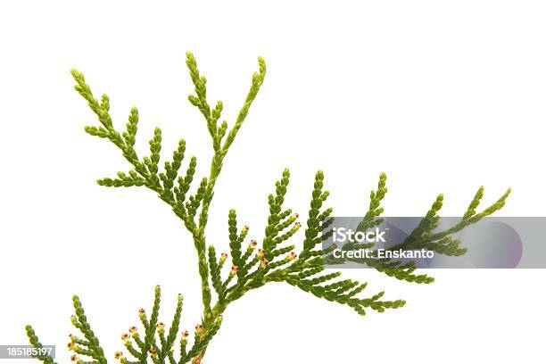 Зеленый Arborvitae Branch На Белом Фоне — стоковые фотографии и другие картинки Без людей - Без людей, Белый, Весна