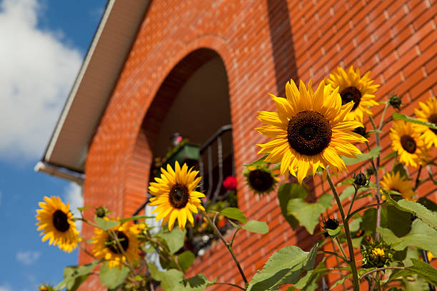 Sunflowers in closeup with a balcony and house in the background.