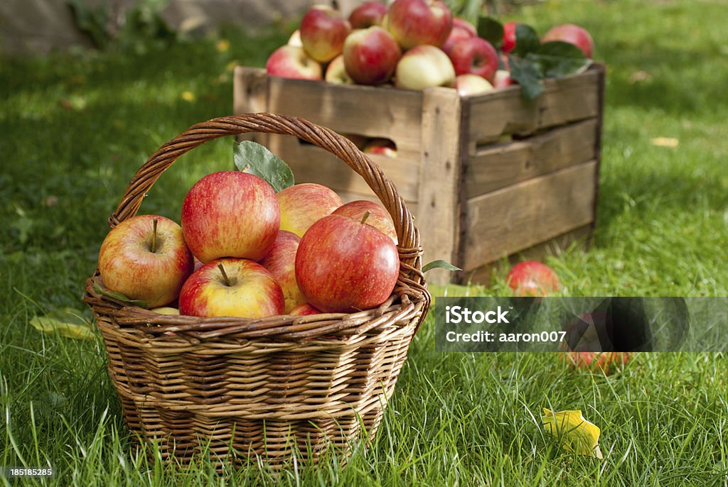 red apples photographed by RAW Apple - Fruit Stock Photo