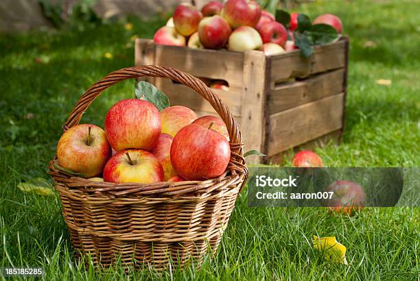 Red Apples Stock Photo - Download Image Now - Apple - Fruit, Basket, Apple Tree