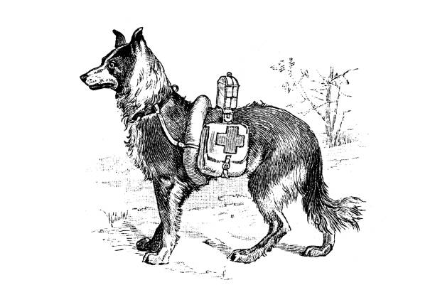 ilustrações de stock, clip art, desenhos animados e ícones de the medical dog equipped for duty - equipped