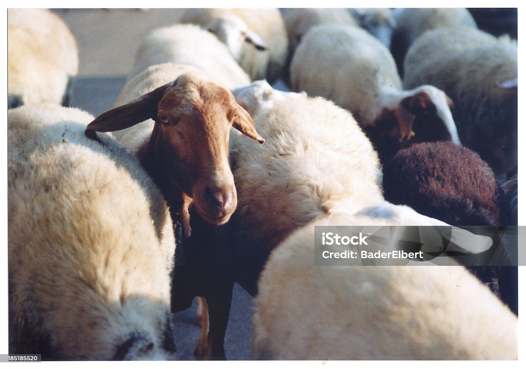 sheep Sheep on the street. Film photography. Animal Stock Photo