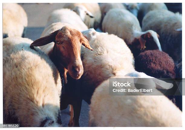 Sheep Stock Photo - Download Image Now - Animal, Animal Hair, Brown