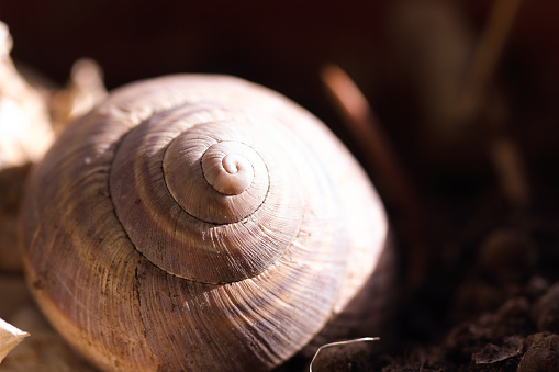 The shell of a snail in the undergrowth of a forest. Close up with selective focus