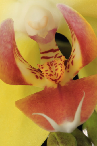 Macro shot of yellow orchid of amarela Phalaenopsis specie in vertical shot