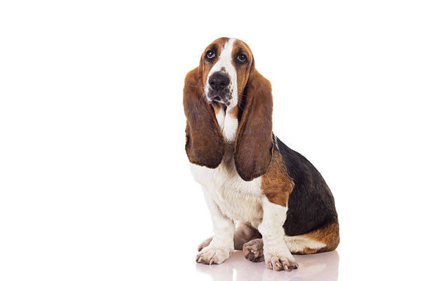 istock Basset puppy 185188480