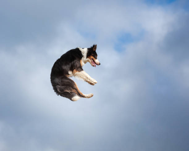 border collie jumping in a field against the sky