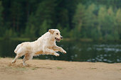 the dog jumps, flies on the beach on the lake, near the water. Active beautiful golden retriever