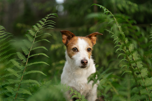 dog in the forest. Walking with a pet. Jack Russell Terrier in a beautiful landscape