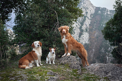A group of five dogs sitting in the wood