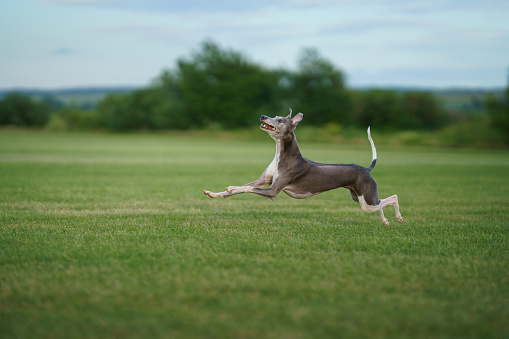 greyhound dog runs on the lawn. Whippet plays on grass. Active pet outdoors