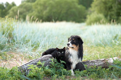 Dog and a black cat play and communicate. Tricolor Australian Shepherd in nature. Happy pets
