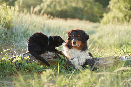 Dog and a black cat play and communicate. Tricolor Australian Shepherd in nature. Happy pets