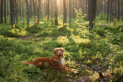A shot of a Red Fox Labrador Retriever looking back towards the camera as he stands in a woodland.