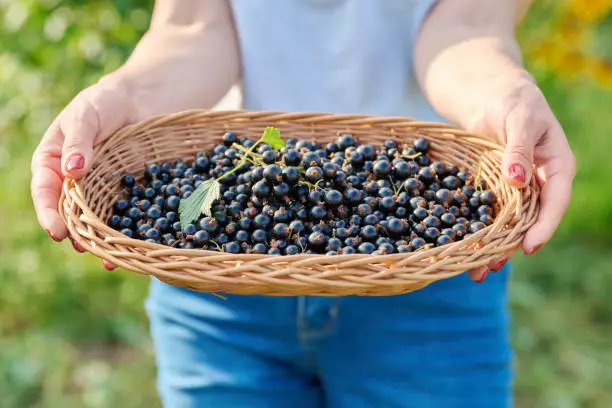 Close-up of basket with harvest of ripe blackcurrants in hands of woman in summer garden. Farmers market, healthy vitamin food nutrition, growing natural organic eco berries, farming, gardening