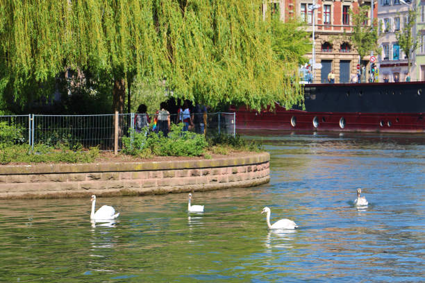 istock The Swan on the Ill River 1851896390