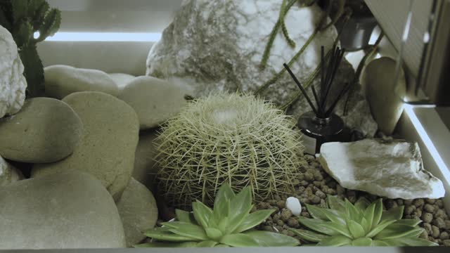 Close-up view of potted succulents and cactus in an indoor desert garden, interior design with plants slow motion.