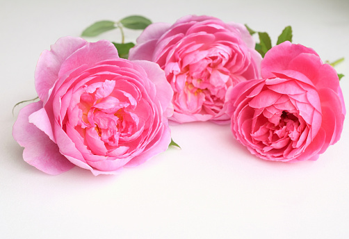 beautiful pink roses on white background.