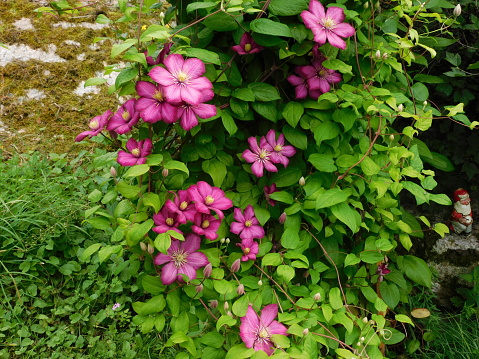 A nice blooming purple clematis