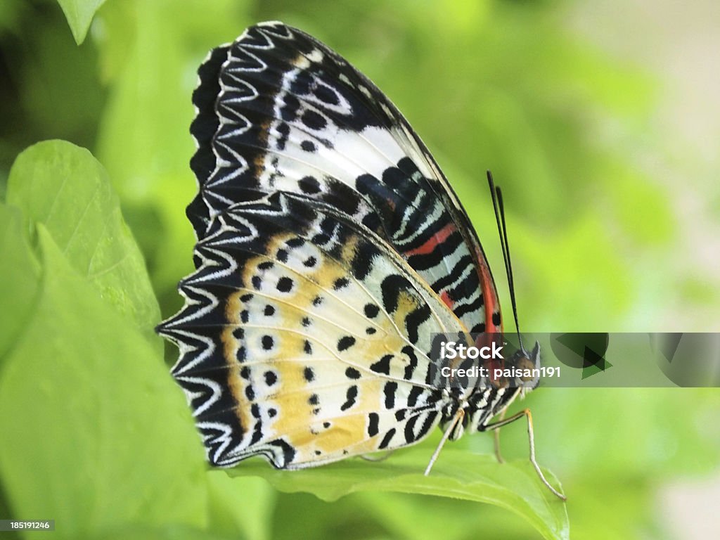 Mariposa amarillo volando en la mañana de la naturaleza - Foto de stock de Aire libre libre de derechos