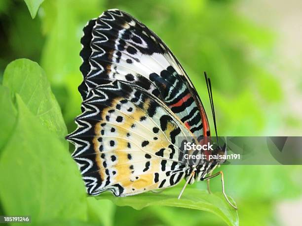 Mariposa Amarillo Volando En La Mañana De La Naturaleza Foto de stock y más banco de imágenes de Aire libre