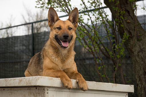 A stray dog in a shelter in Serbia, Zrenjanin